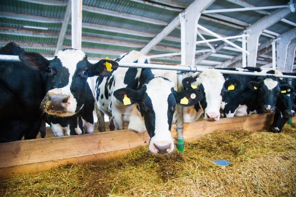 "Dairy cows eating premium quality feed in a barn."