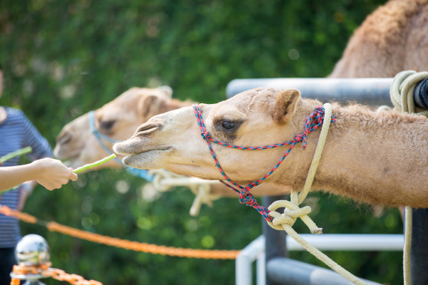 Camel Feed