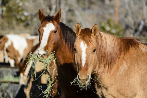 Horse Feed