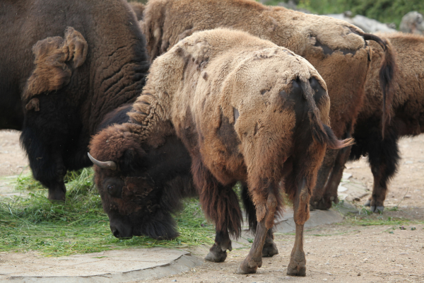 Bison Feed