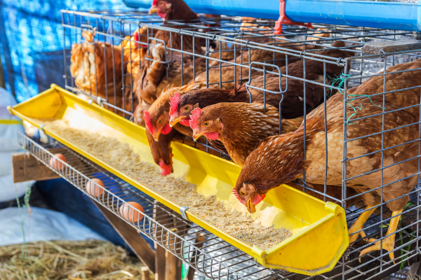 "Poultry feeding from a designed trough with balanced nutrition for better health."