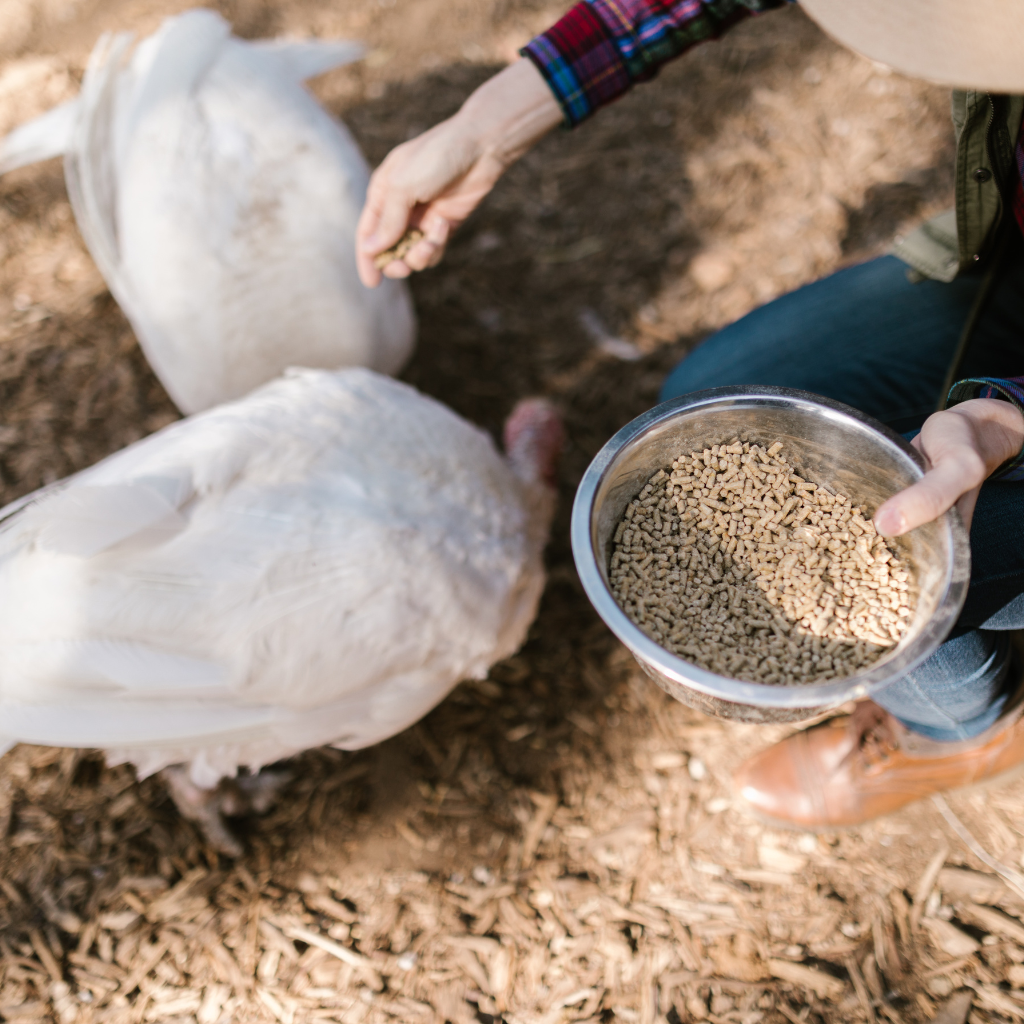 "Hand feeding poultry with a bowl of grains in a farmyard setting."