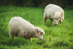 "Two sheep grazing on a lush green pasture."