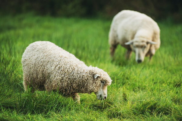 "Healthy nutrition for sheep promotes growth, wool quality, and overall well-being."