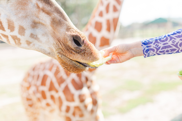 Giraffe Feed