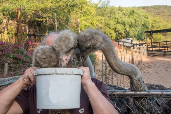 Ostrich Feed