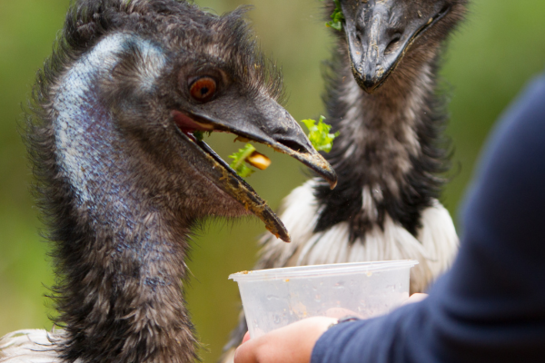 Emu Feed