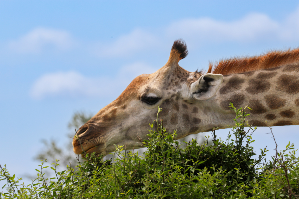 "Giraffe feeding on leaves with tailored nutrition for exotic animals."