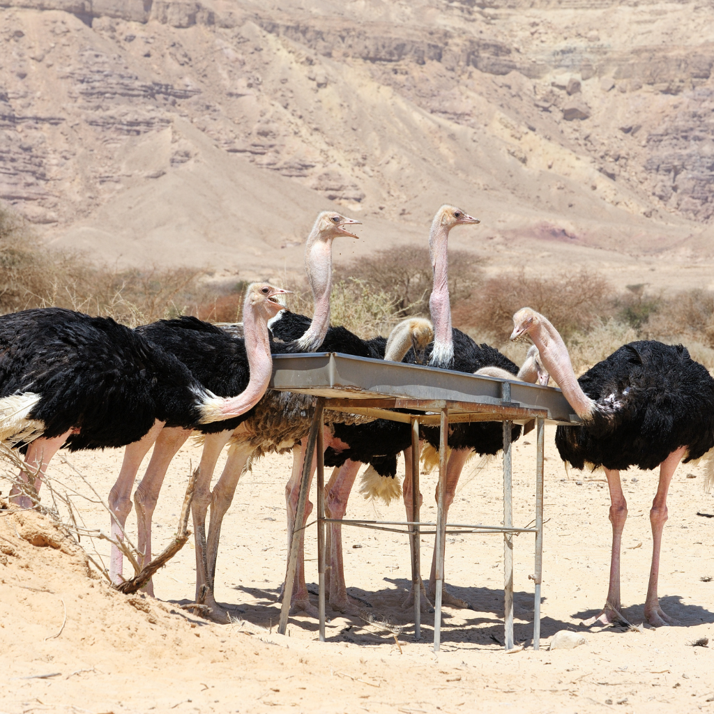 "Ostriches feeding in a desert environment with livestock feeders." (Describe what is visibly in the image, concise and relevant for accessibility.)