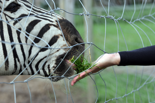 Zebra Feed