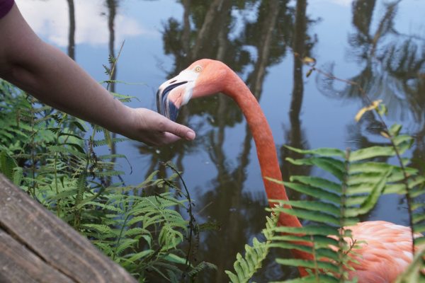 Flamingo Feed