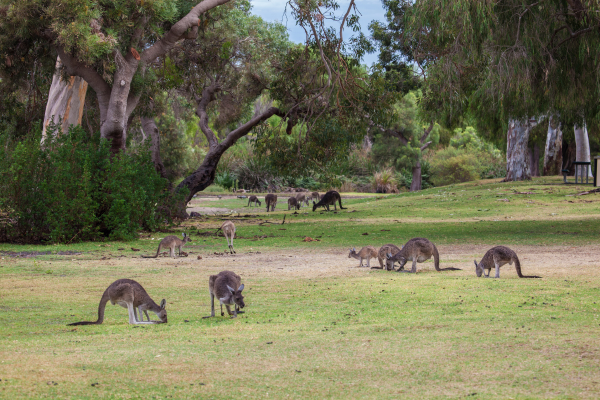 Kangaroo Feed