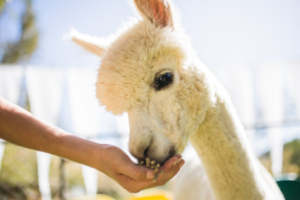 "An alpaca feeding in a sunny outdoor environment."