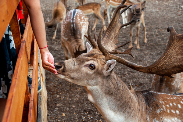 Zoo Animal Feed