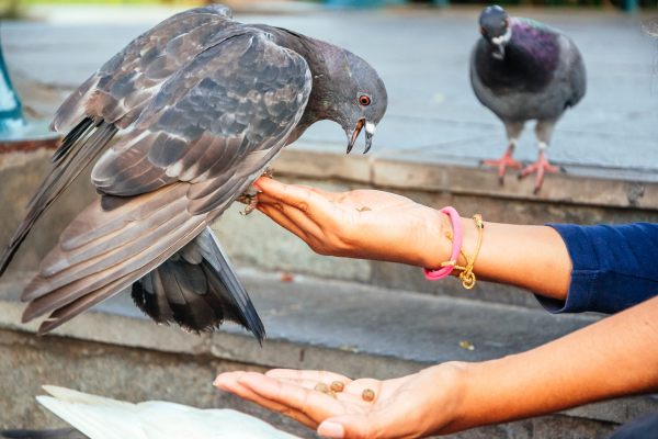 Pigeon Feed