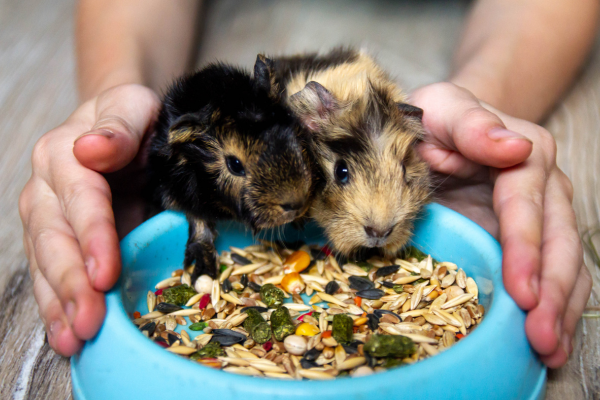 "A small animal eating from a bowl of nutritious feed held by hands."