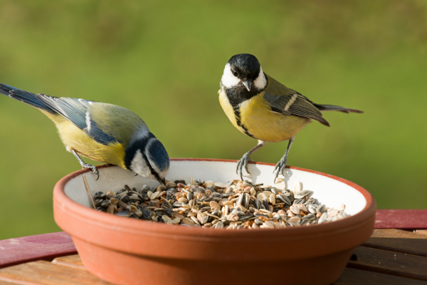 "Wild birds eating from a bowl of game bird feed."