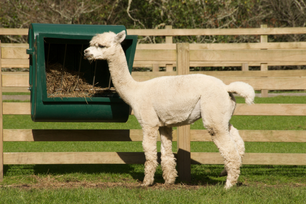 Alpaca Feed