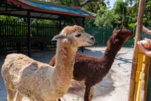 "Two alpacas in an outdoor enclosure with vibrant surroundings."