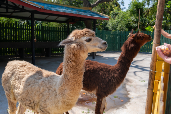 "Ensuring proper nutrition for alpacas to promote their health, energy, and growth."

