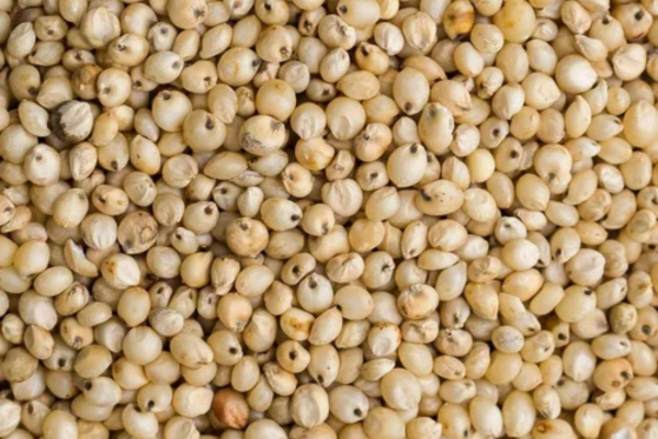 Sorghum Meal