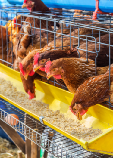 "Chickens drinking water from a feeding system in a poultry farm."