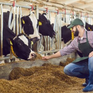 "Farmer feeding livestock with quality animal feed in a barn."