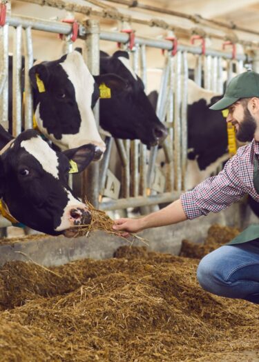 "Farmer feeding livestock with quality animal feed in a barn."