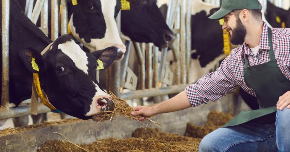 "Farmer feeding livestock with quality animal feed in a barn."