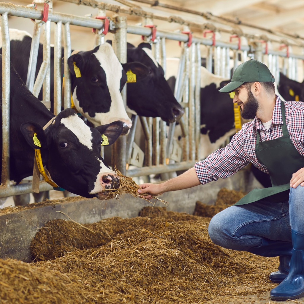 "Providing proper nutrition to livestock to support growth and productivity."