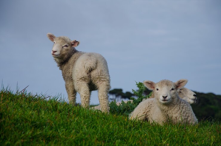 Nutrient-rich sheep feed formulated for optimal health and wool growth.