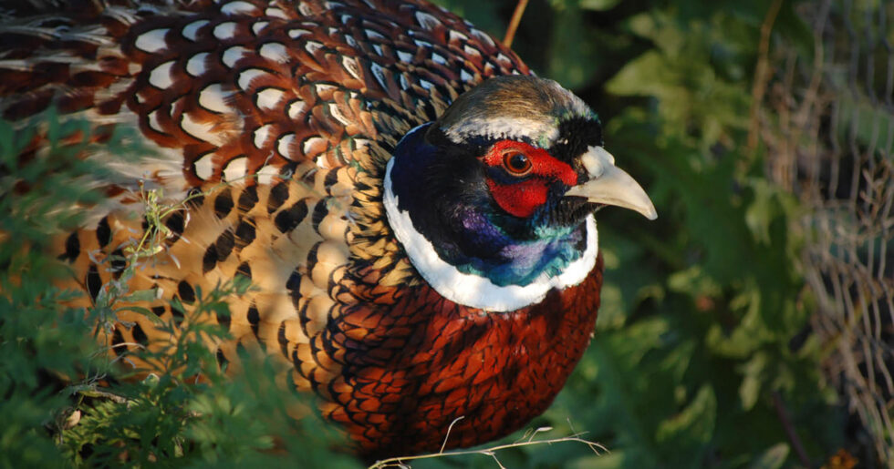Male game bird in natural habitat representing Game Bird Feed product.