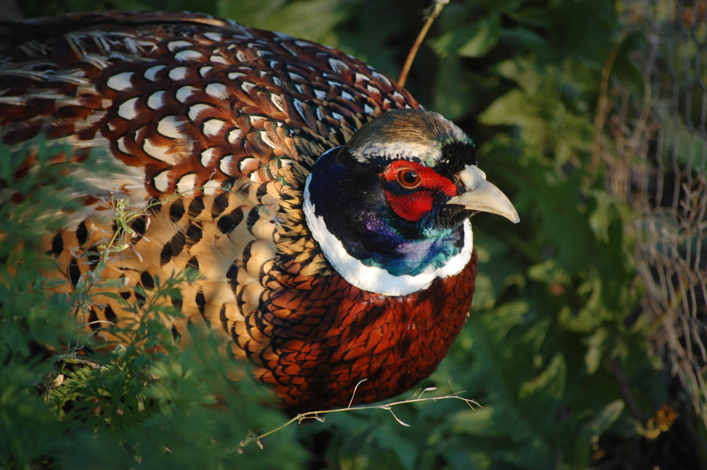 A vibrant game bird nourished with high-quality game bird feed