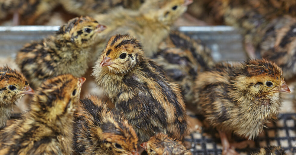 Bobwhite quail used for Yembroos® Quail Feed formulation.