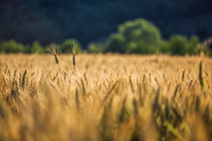 Premium yellow corn hay – a natural, energy-rich roughage to support healthy rumen function in ruminants.